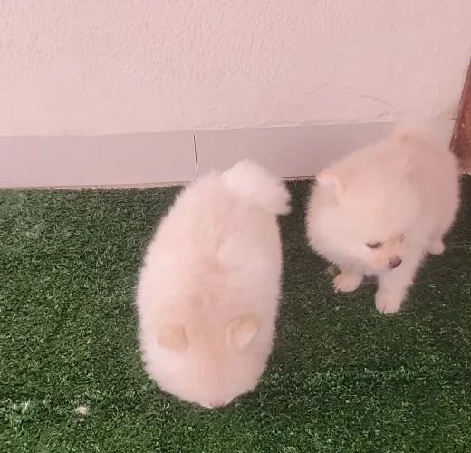 Filhotes Spitz Alemão Fêmea