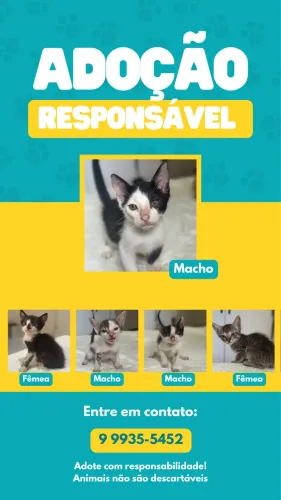 Doa-se filhotes de gatos