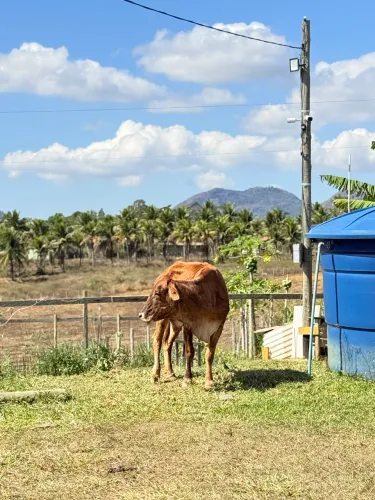 02 vacas leiteira 01 pra corte