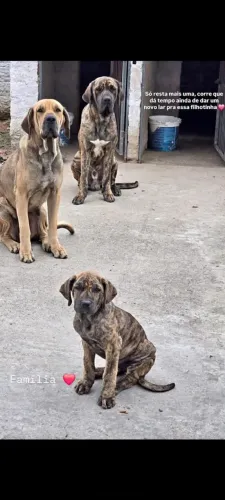 Vendo fila brasileiro fêmea vai fazer 3 mês agora dia 14 top vacinas em dia 1300 não baixo