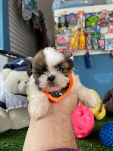 Shihtzu lindos filhotes
