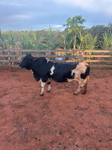 Mini vacas 2 fêmeas e boi