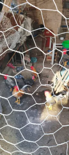 Vendo galos e galinha garnizer 