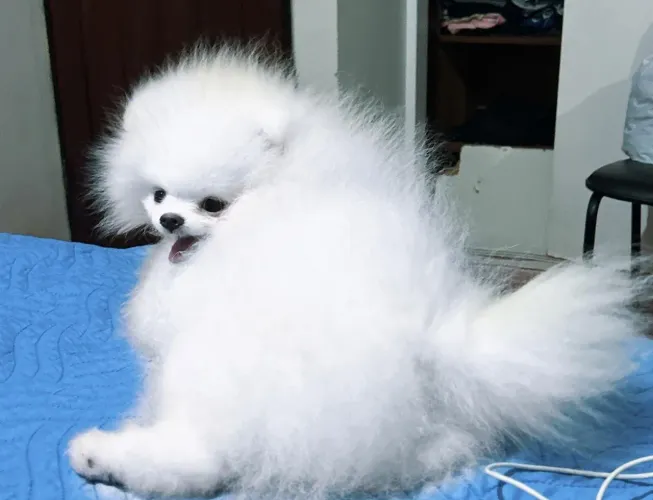 Splitz Alemão, linhagem Russa Altíssimo padrão.