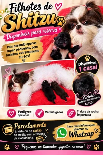 Filhotes de Shitzu disponíveis para reserva