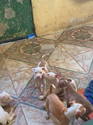 Pitbull para doação