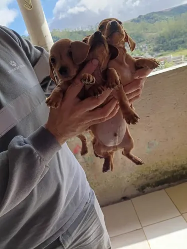 Filhote Basset (salsicha)