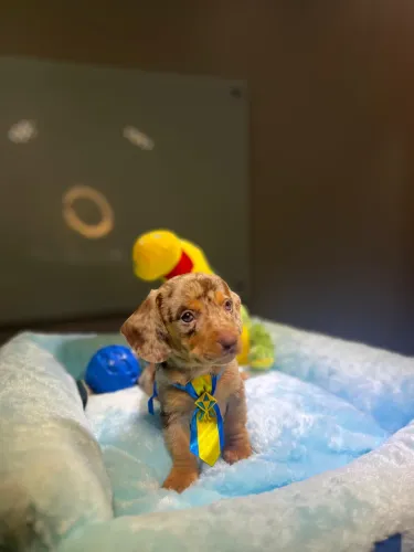 Filhote de Dachshund ( salsicha )