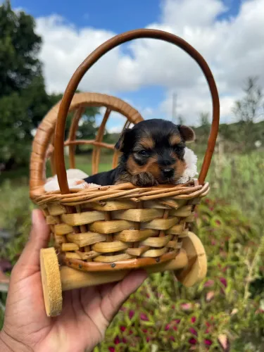 Lindos bebês de yorkshire micro