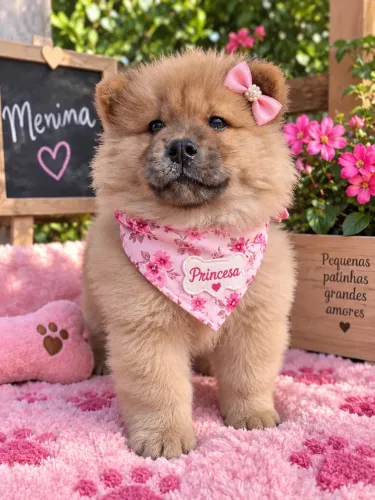 Chow Chow fêmea filhote 75 dias! 