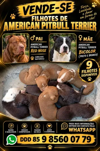 PITBULL