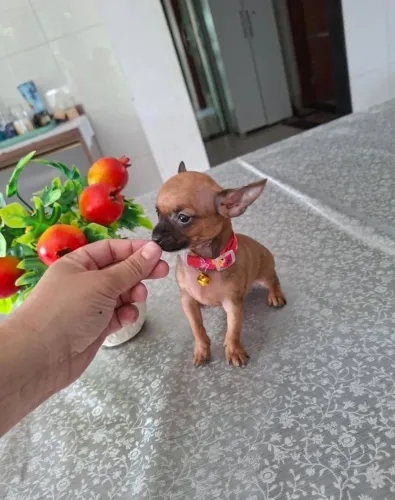 Pinscher 0 -O filhote dos seus sonhos está aqui disponível