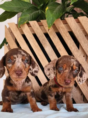 Alegria da Casa! Basset/Salsicha Com Pedigree Disponível!!