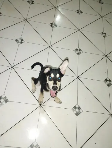Doação cachorro