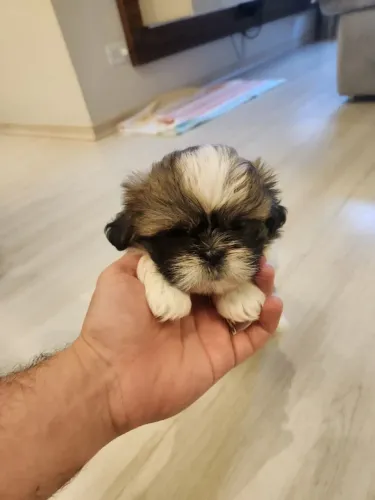Filhote de Shih Tzu