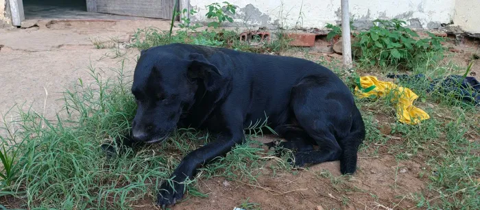 Pretão procura namorada