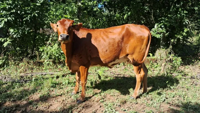 Linda novilha pai sindi x mãe jersey