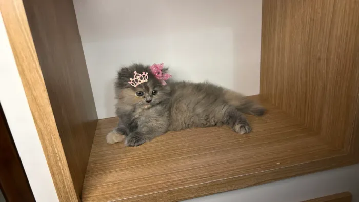 Gatinhos persa