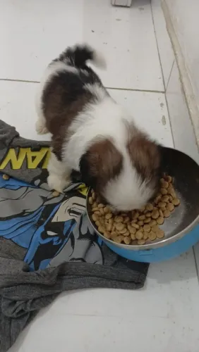 Vendo shitzu
