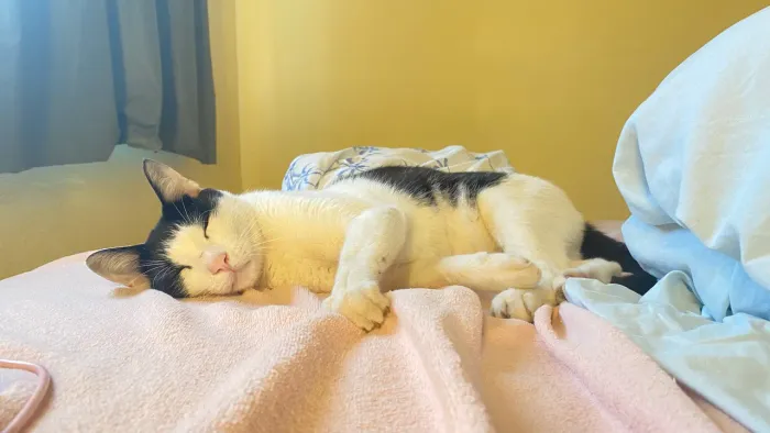 Doação gato frajola