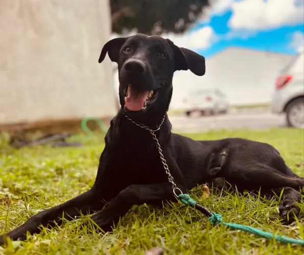 Cachorro SRD para doar