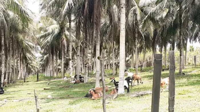 Fazenda na PISTA da BR174, KM 57 com 10.360.000m2. Benfeitorias. 25 hectares de Areal. Doc