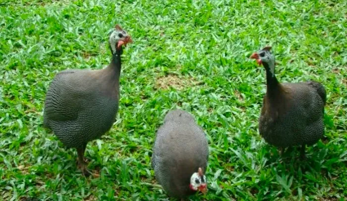 Galinhas argolas .1 maxo 2 fêmeas.350 tudo