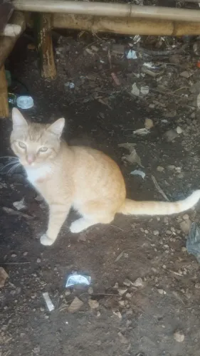 Gatinho jovem e dócil disponível para adoção