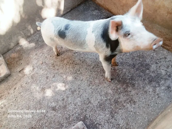 Porco Cachaço