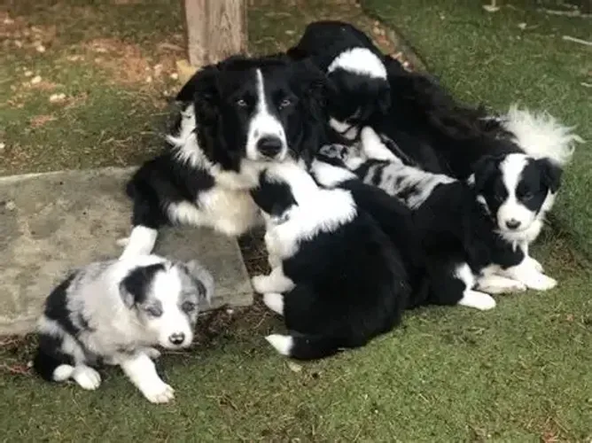 border collie