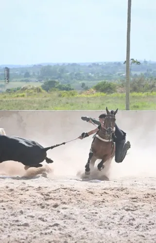 Cavalo de manso 