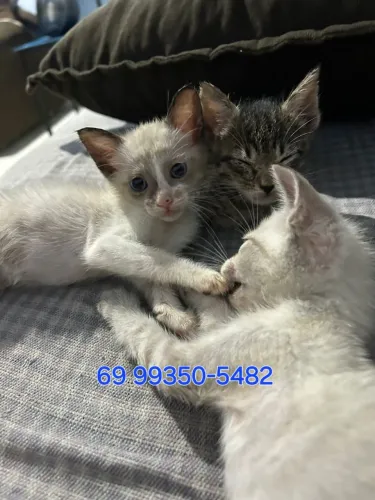 Gatinhos para doação.