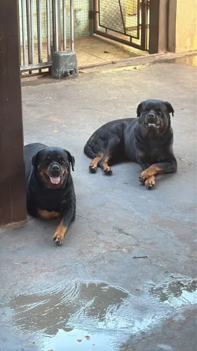 Rottweiler macho