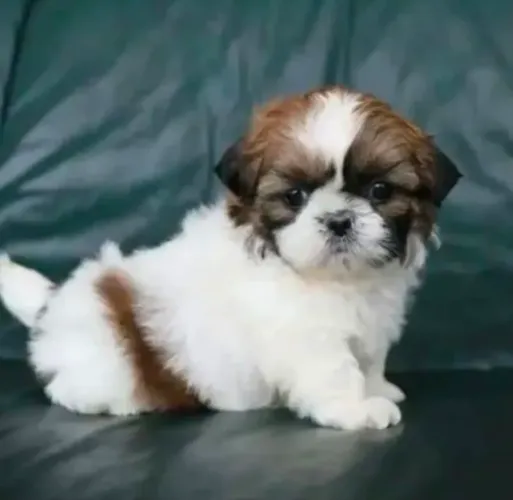 Bebês shihtzu mini