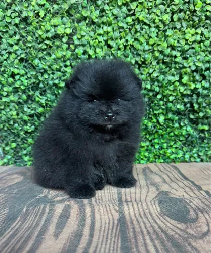 Lulu da pomerania pretinho anão
