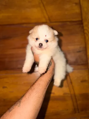 Spitz alemão