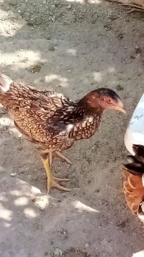 Pintinhos caipira