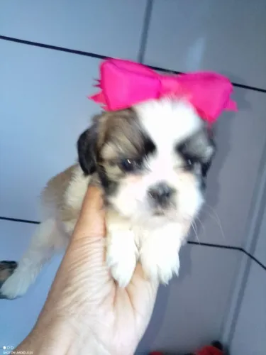 Filhote shih tzu, Um novo amigo para compartilhar todos os momentos!