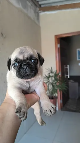 Filhote fêmea de Pug com pedigree 