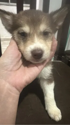 Vende se filhotes de husky com Border collie