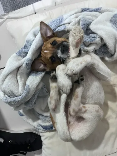 Cachorro