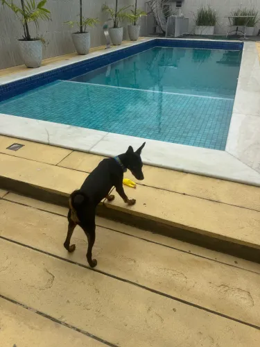 Pinscher 2