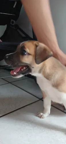 Doação responsável