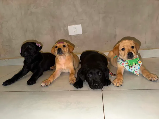 Vendo Lindos Filhotes de Labrador com 45 dias