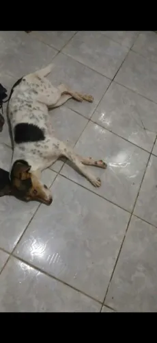 Doação de cachorro