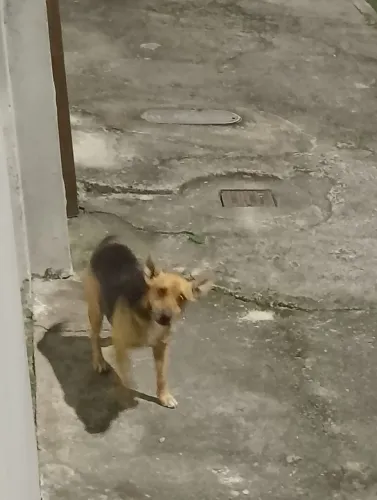 Cachorrinho pra adoção responsável