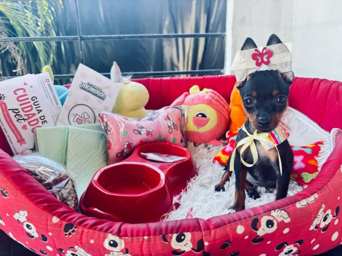 Pinscher fêmea ENTREGA IMEDIATA