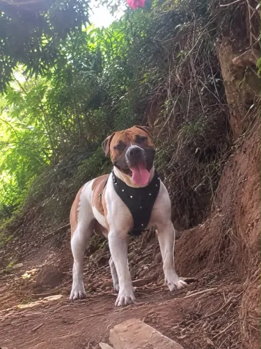 Filhotes de Pitbull genética top