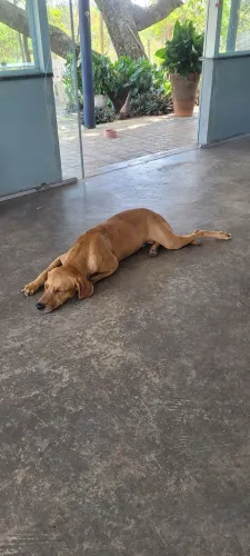 Adoção responsável