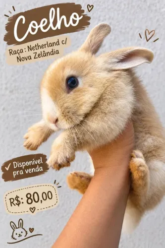 Coelho 